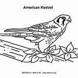 Kestrel Coloring American 200px 28kb sketch template