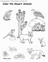 Animals Coloring Desert Book Choose Board Pages sketch template