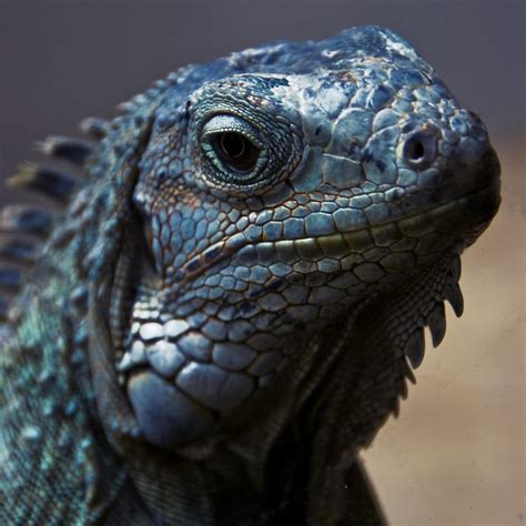 Iguana Iguana Is A Herbivorous Genus Of Lizard Native To