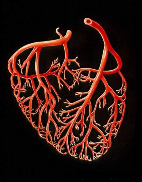 cardiologie craiova