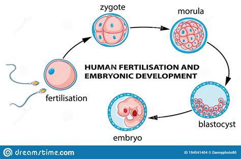 human fertilization and embryo development stock vector illustration