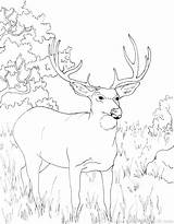 Deer Coloring Whitetail Pages Buck Hunting Realistic Tailed Color Turkey Getcolorings Printable Head sketch template