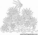 Anemone Arrecifes Coralinos Anémonas Alexbannykh Peces Seascape Clownfish sketch template