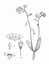 Myosotis Scorpioides Palustris Libres Botanique Icônes Vrai sketch template
