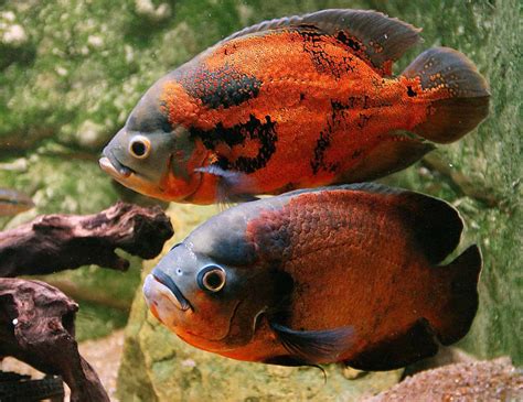 oscar fish species profile  care guide pets  children