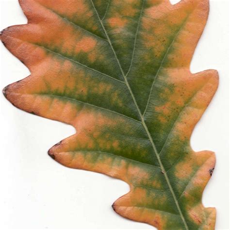 quick  complete review  common oak tree species