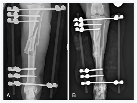 common fracture repair errors  dogs vetgirl veterinary continuing education