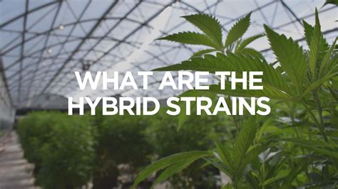 hybrid strains      apotheca