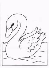 Coloring Swans Fun Kids Votes sketch template