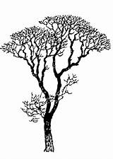 Albero Spoglio Kale Baum Kleurplaat Kahler Malvorlage Alberi Spogli Trunk Ecology Bomen Ausmalbilder Tekenen Schulbilder Educolor sketch template