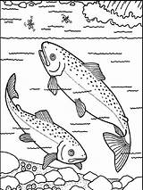 Coloring Pages Salmon Printable sketch template