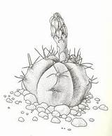 Cactus Coloring Pages sketch template