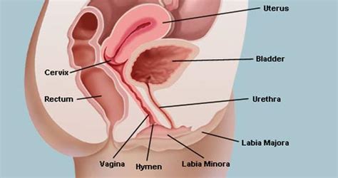 can genital herpes cause swollen vagina 27 new sex pics