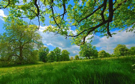 green nature summer grass branches trees