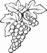 Coloring Grapes Grape Getcolorings Pages Color sketch template