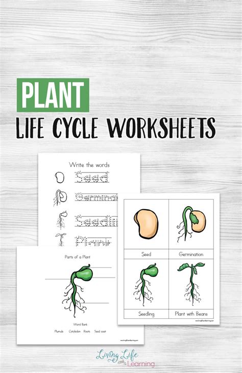 plant life cycle worksheet printables printable worksheets