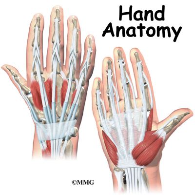 hand anatomy eorthopodcom