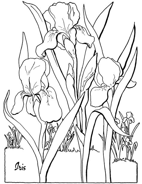 Free Adult Floral Coloring Page The Graphics Fairy