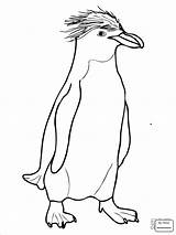 Penguin Macaroni Crested Rockhopper Pingwin Penguins Emperor Adelie Coloringhome Desenhos Kolorowanki Designlooter Coloringbay Pinguim sketch template