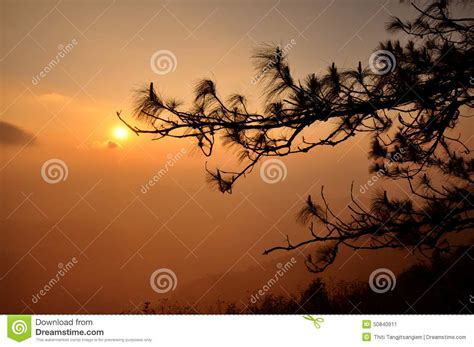 tree silhouette sunrise royalty free stock image 68503594