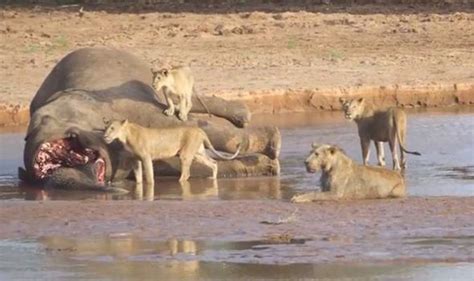 lions and crocodile battle over elephant prize caught on camera world news uk
