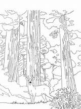 Sequoia Kleurplaat Parken Nationale Malvorlage Stemmen sketch template