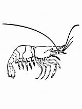 Coloring Shrimp Prawn Printable Pages Colouring Getcolorings Drawing Color Choose Board sketch template