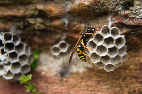 The Diy Guide To Removing A Bee Or Wasp Nest
