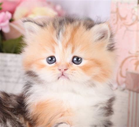 callie calico persian kitten ultra rare persian kittens  sale