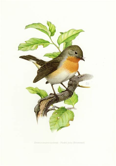 flycatcher bird print vintage lithograph     bird
