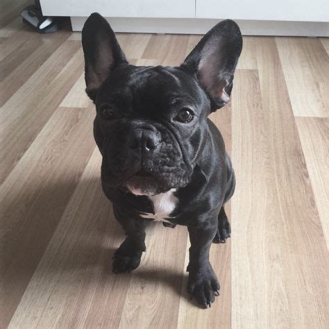 black french bulldogs images black french bulldogs french