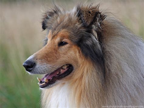 rough collie wallpapers funny animals