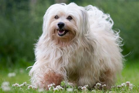 havanese dog breed characteristics care