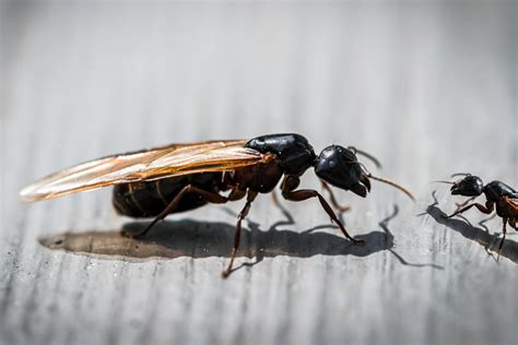 carpenter ant   flying ants   house picture  carpenter