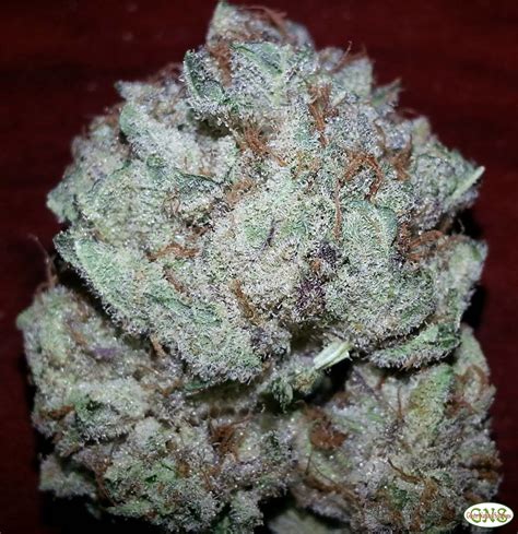 purple kush marijuana strain reviews allbud