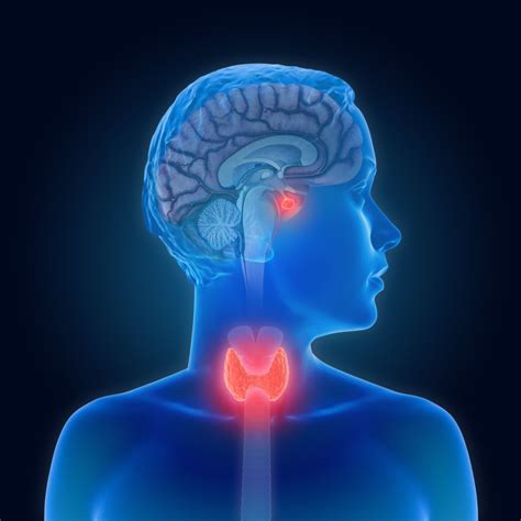 thyroid stimulating hormone function  conditions levels