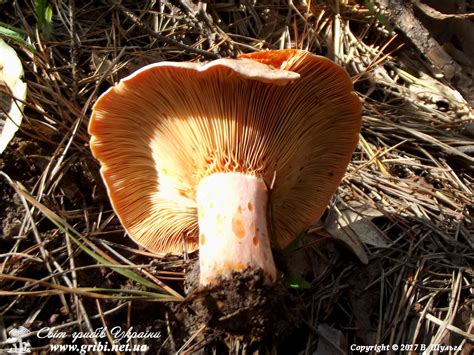 Світ грибів України Lactarius Deliciosus