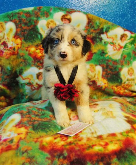 shamrock rose aussies update new pictures added of available