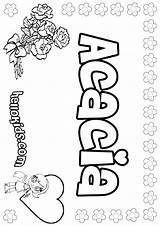 Acacia Coloring Pages Color Hellokids Print Online sketch template