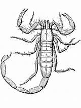 Scorpion Scorpione Scorpioni Skorpion Coloriage Scorpions Ausmalbilder Skorpione Pagine Stampabili Ragni sketch template