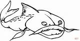 Peixe Bagre Catfish Supercoloring sketch template