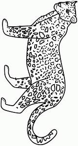 Colorare Disegni Leopardo Felini Bambini Kleurplaten Jachtluipaard Cheetah Dieren Colorat Animale Tigre Gepard Leopardos Coloring Kleurplaat Pintada Tigri Guepard Malvorlagen sketch template