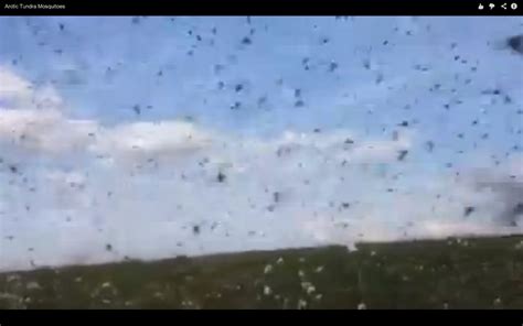 horrifying alaskan mosquito swarm engulfs scientists  record god awful phenomenon video