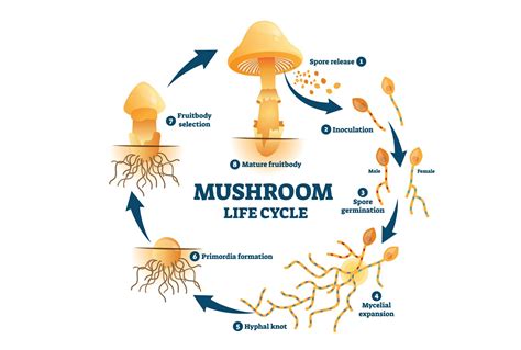 parts   mushroom  comprehensive guide nublume