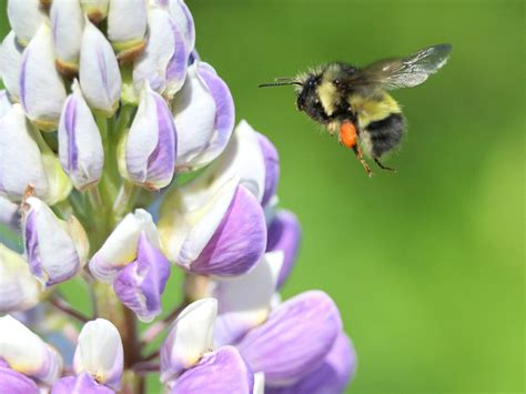 native northwest pollinators learn  pollinators  northwest states