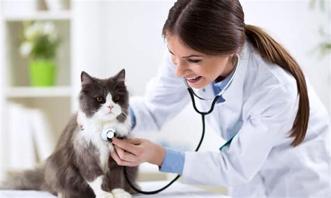 cat healthcare  animal care