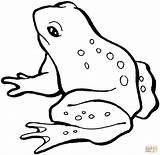 Ausmalbilder Frosch Frog Ausmalbild sketch template