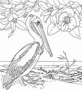 Pelican Coloring Beach sketch template