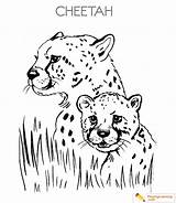 Coloring Cheetah sketch template