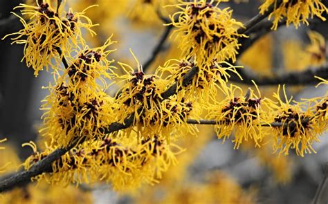witch hazel planting pruning  blooming resistance  frost  snow